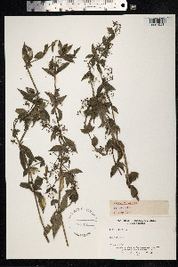 Rubia peregrina image