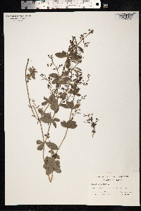 Rubia peregrina image