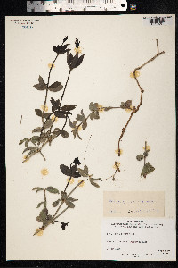 Rubia peregrina image
