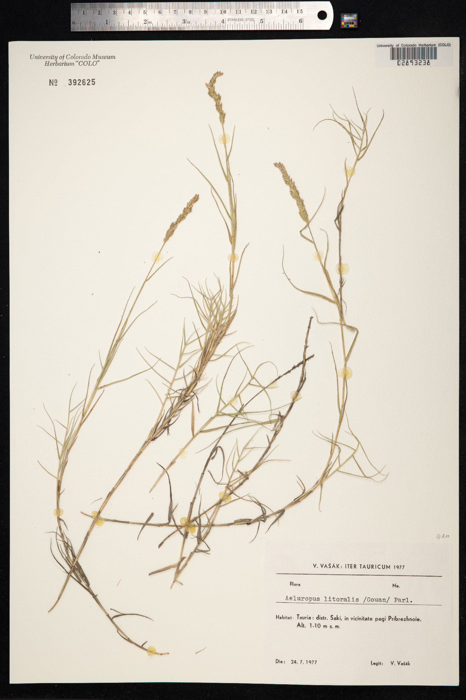 Aeluropus littoralis image