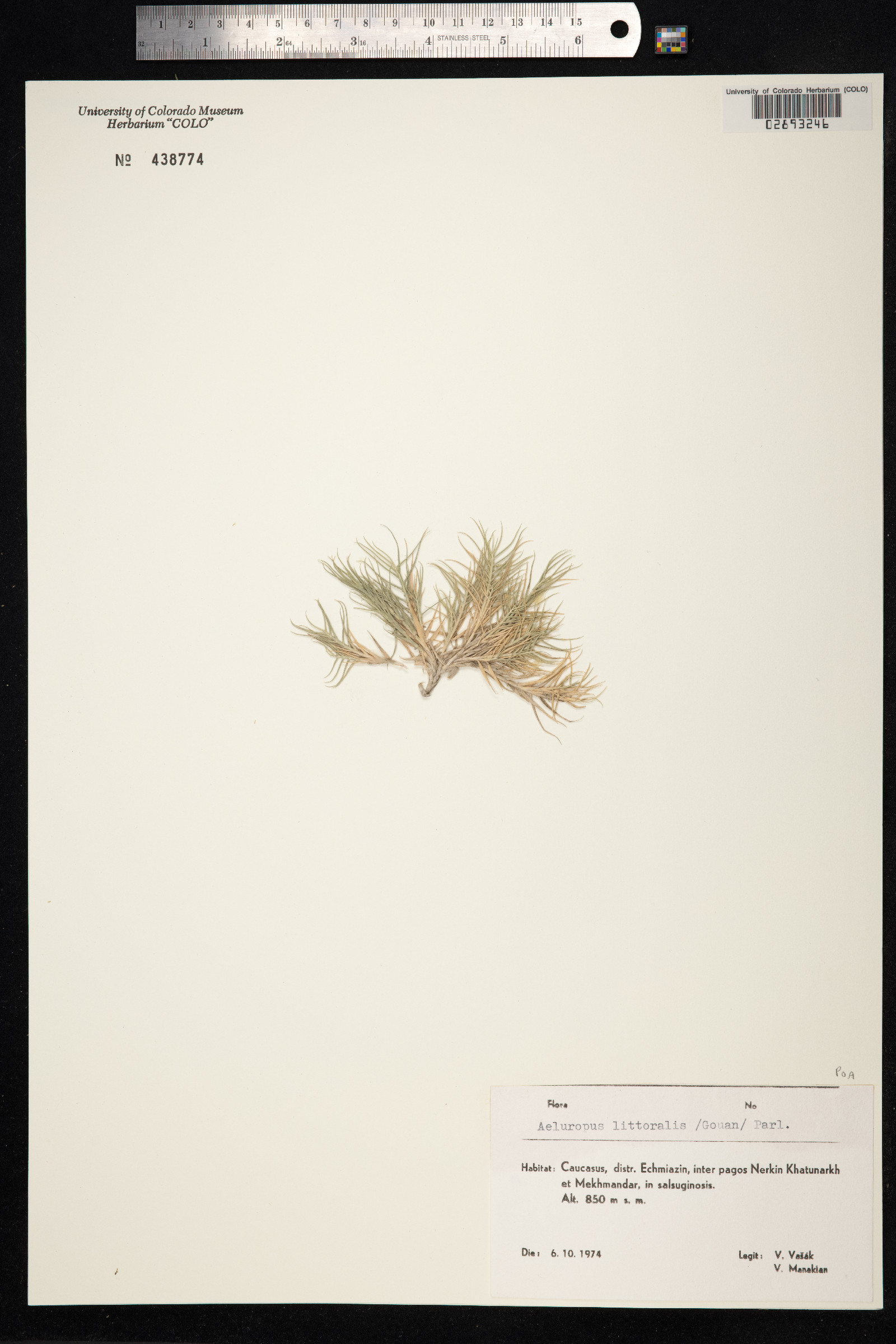 Aeluropus littoralis image
