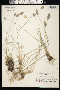 Agropyron cristatum image