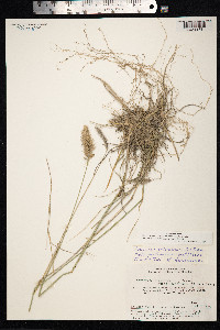 Agropyron cristatum image
