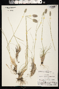 Agropyron cristatum image