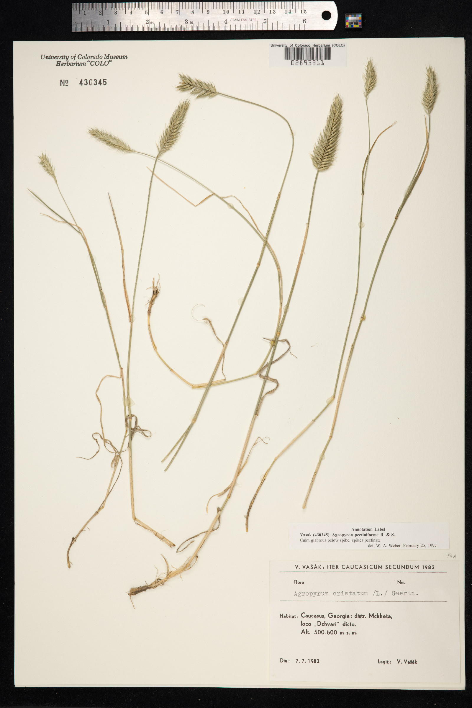 Agropyron image
