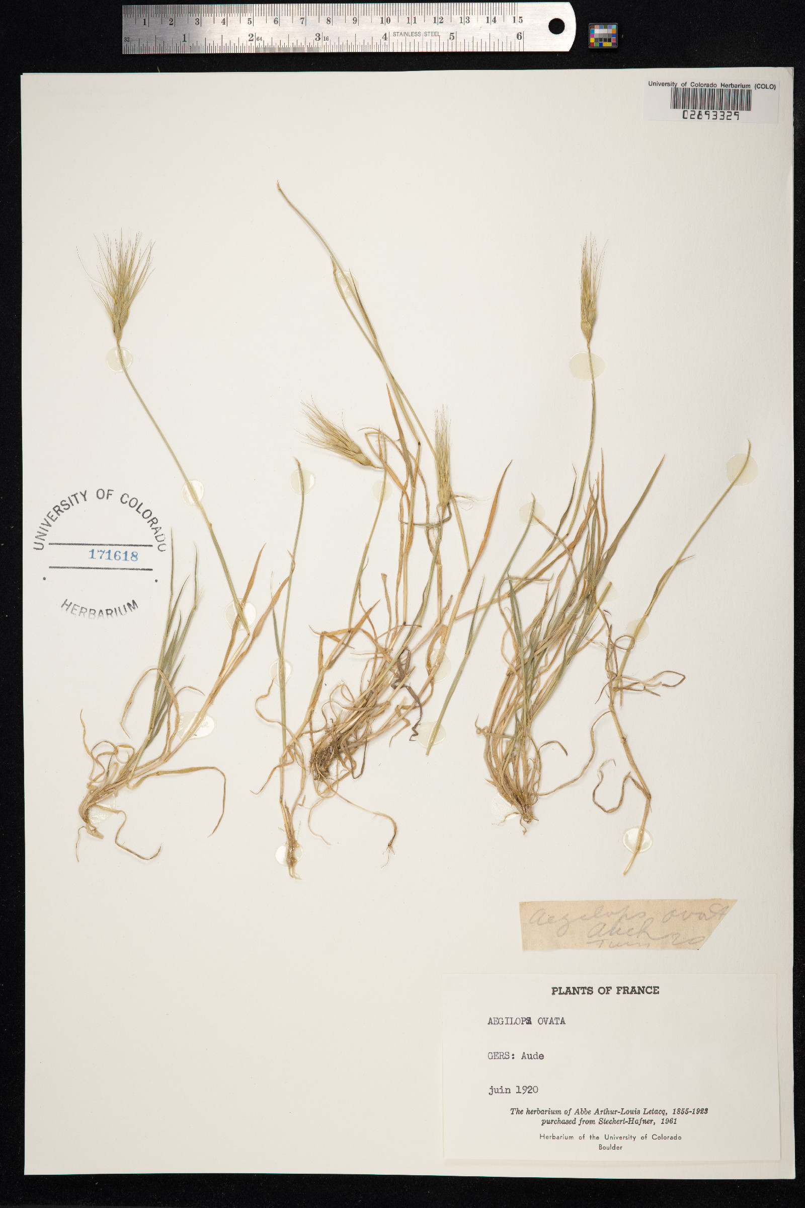 Aegilops geniculata image