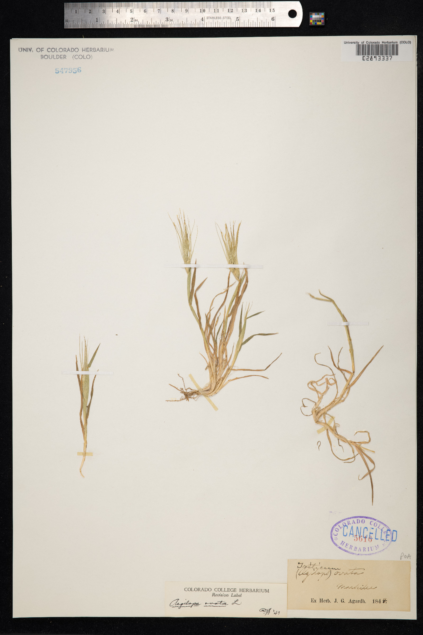 Aegilops geniculata image