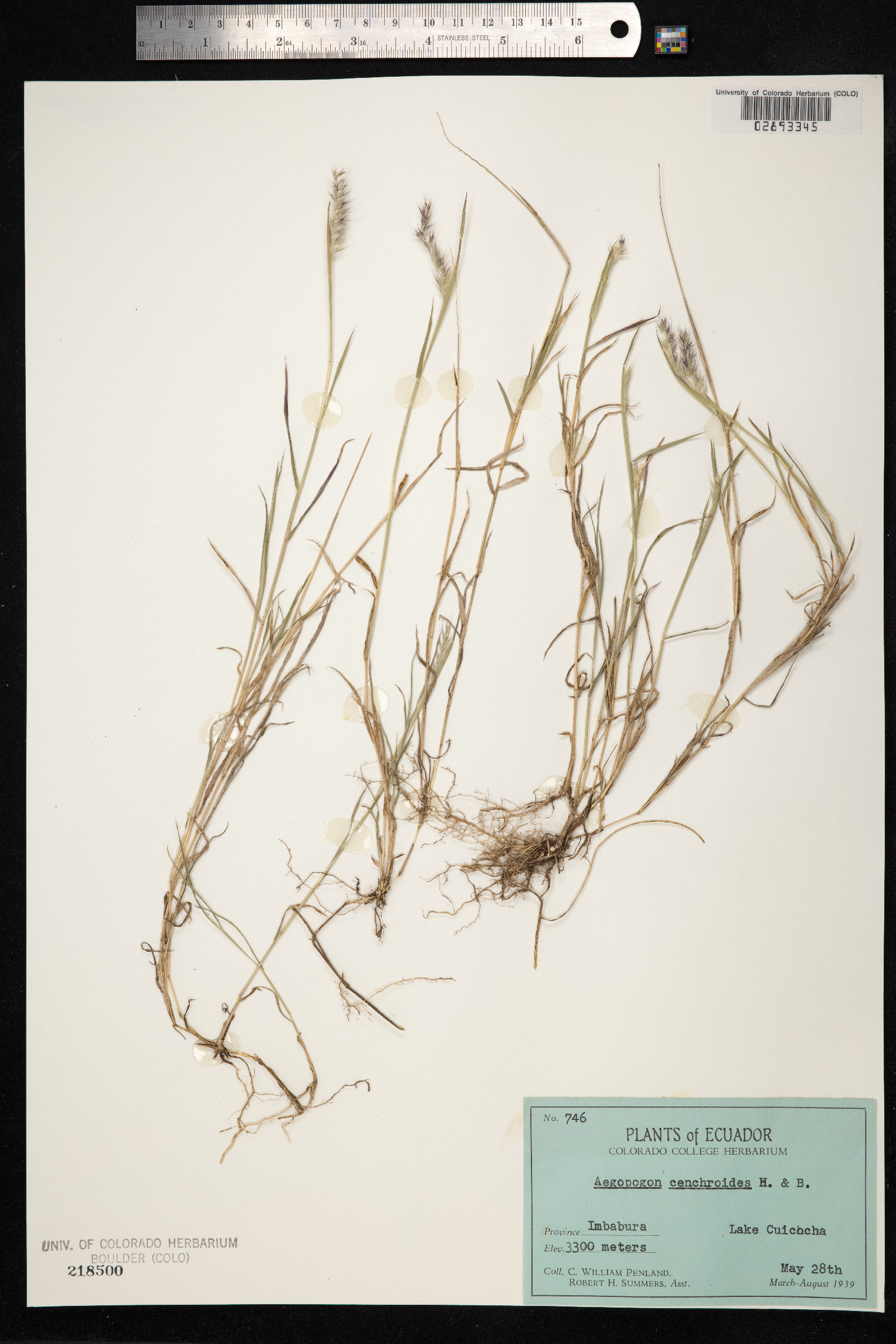 Muhlenbergia cenchroides image