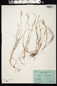Image of Muhlenbergia cenchroides