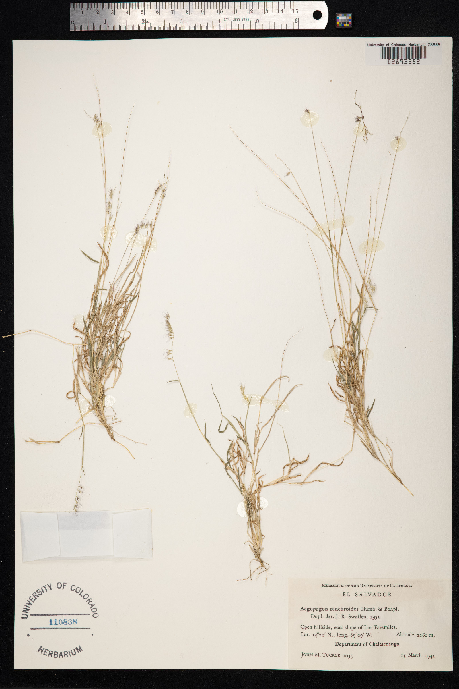 Muhlenbergia cenchroides image
