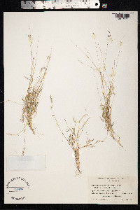 Muhlenbergia cenchroides image