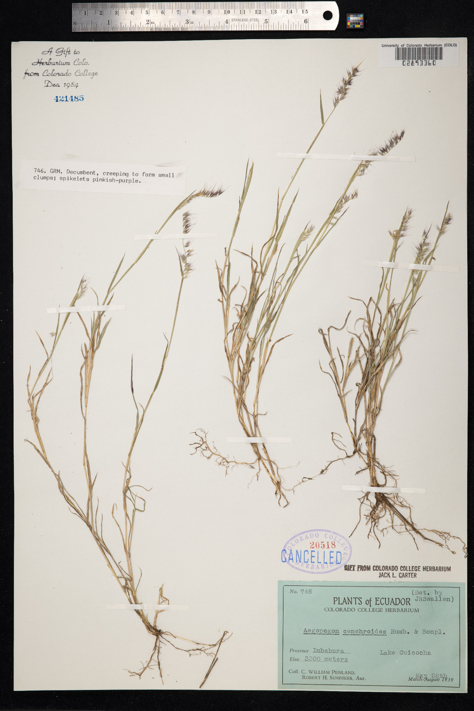 Muhlenbergia cenchroides image