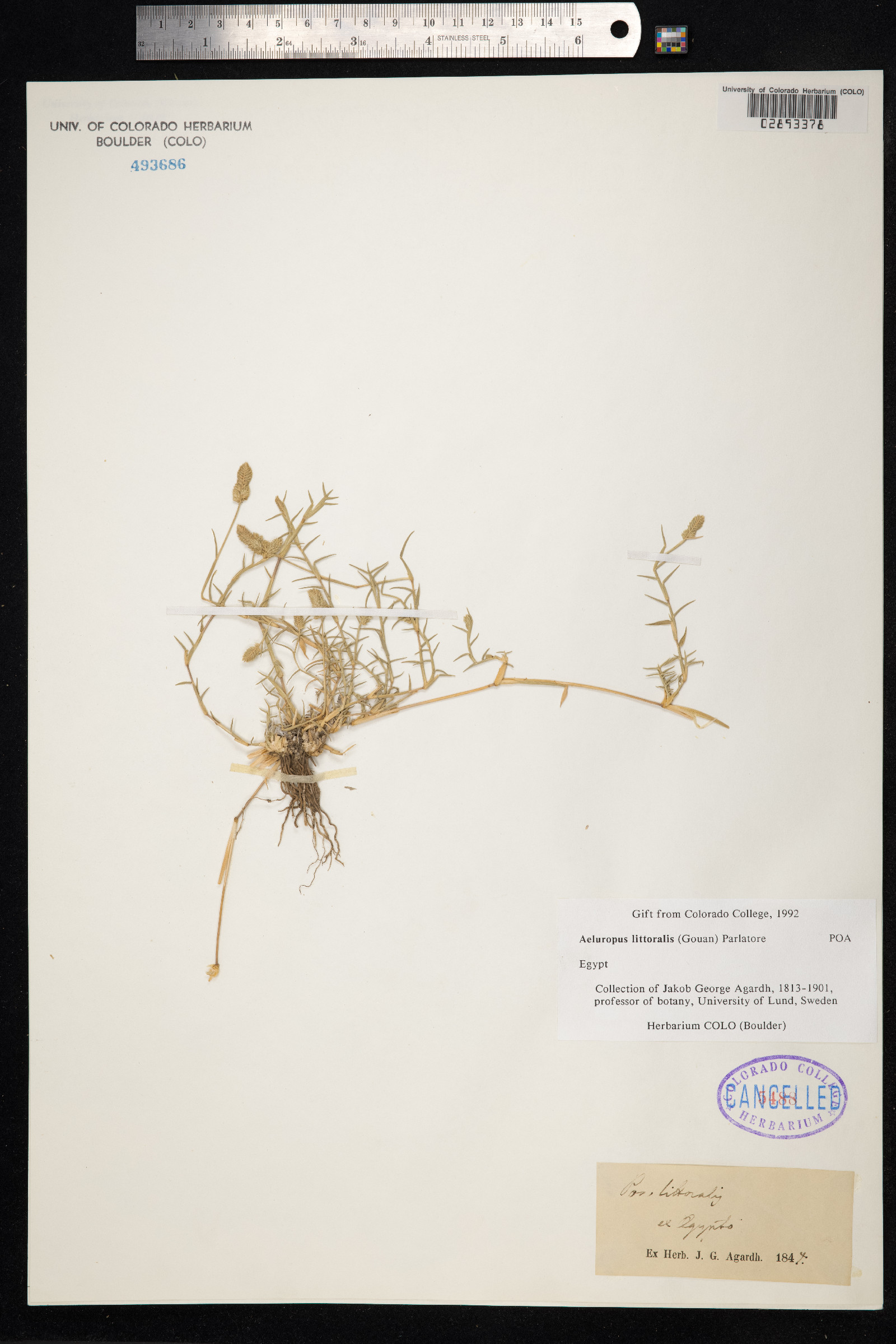 Aeluropus littoralis image