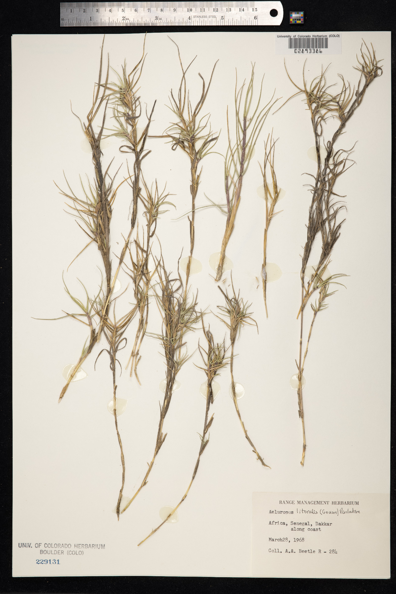 Aeluropus littoralis image
