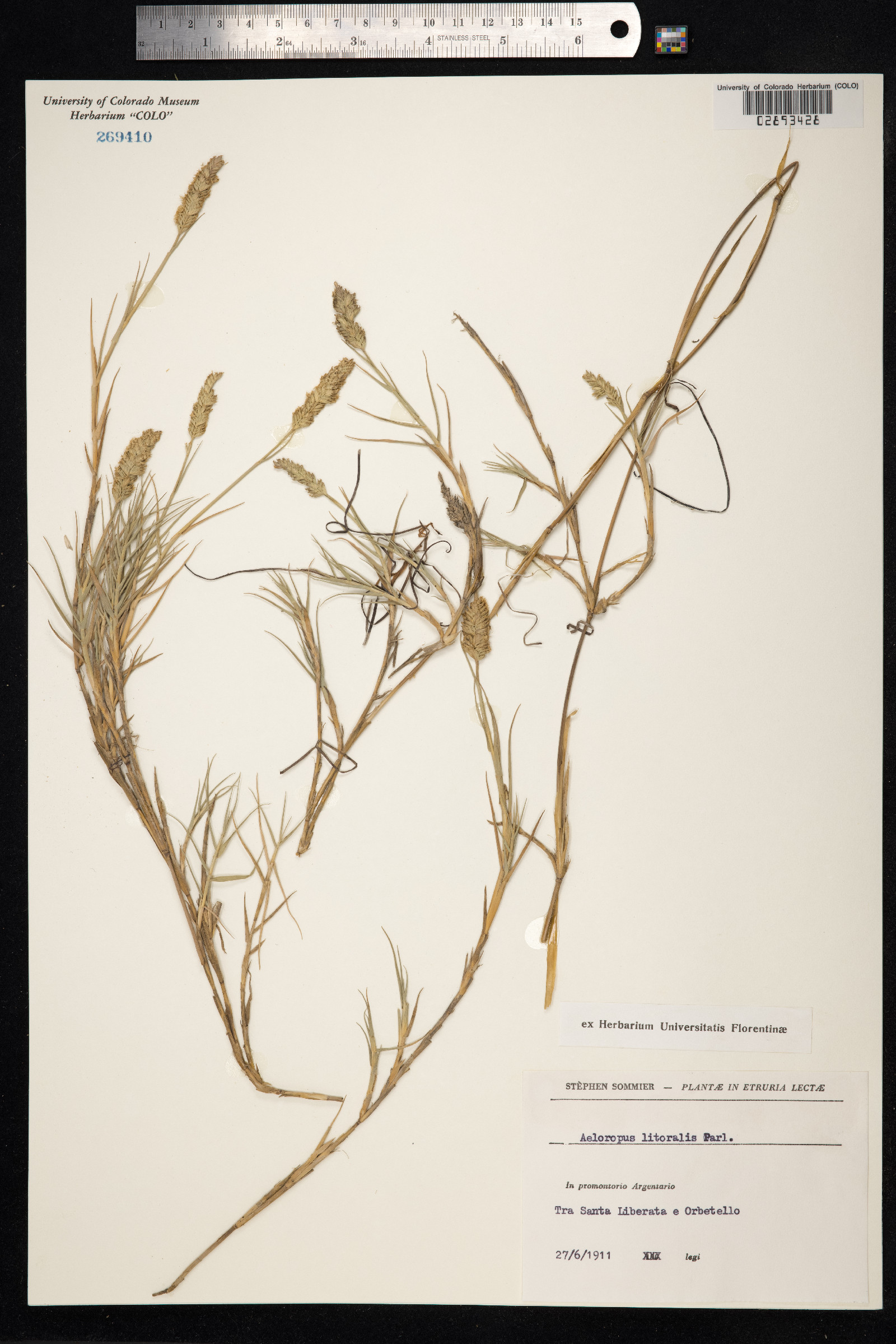 Aeluropus image