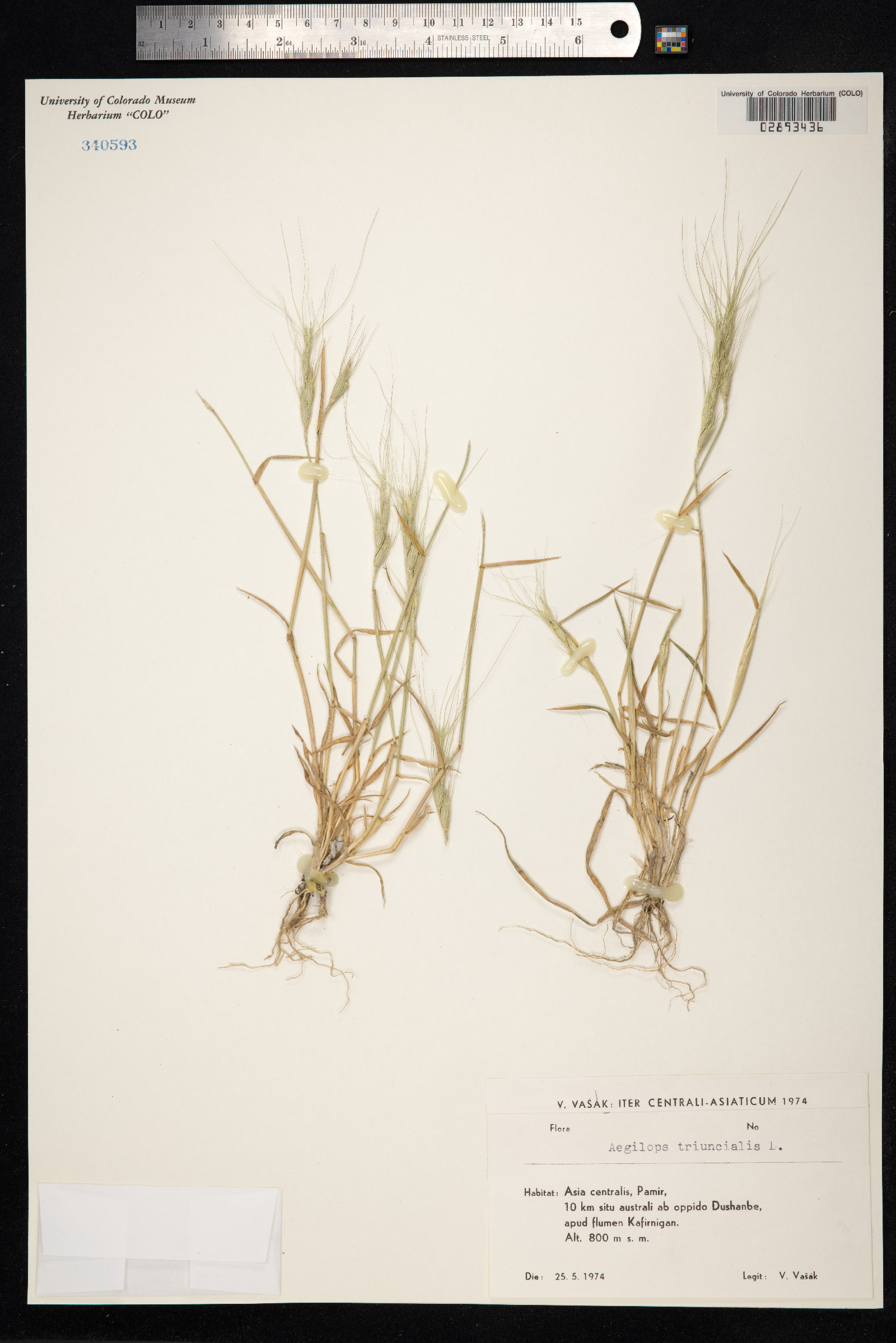 Aegilops triuncialis image