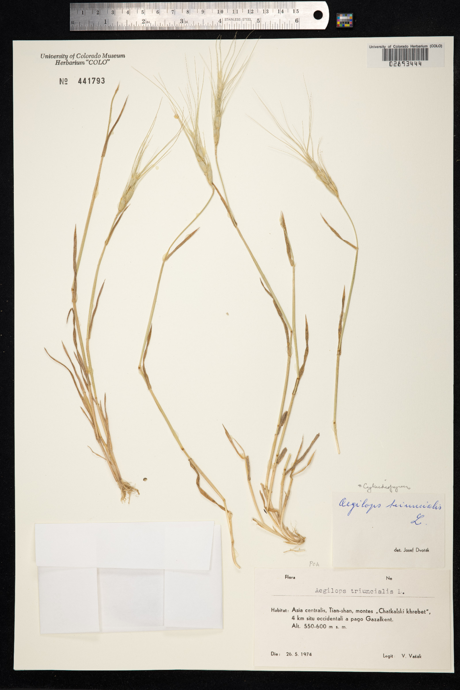 Aegilops triuncialis image