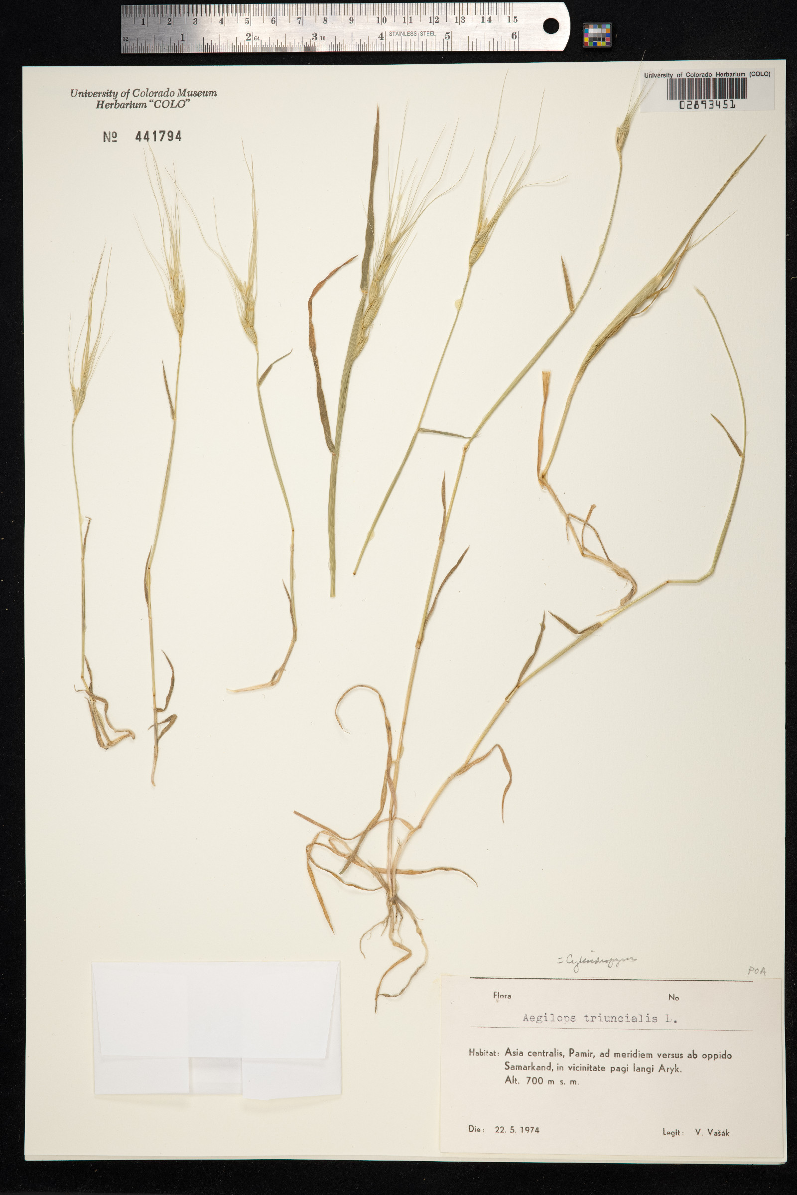 Aegilops triuncialis image