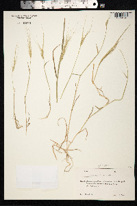 Aegilops triuncialis image
