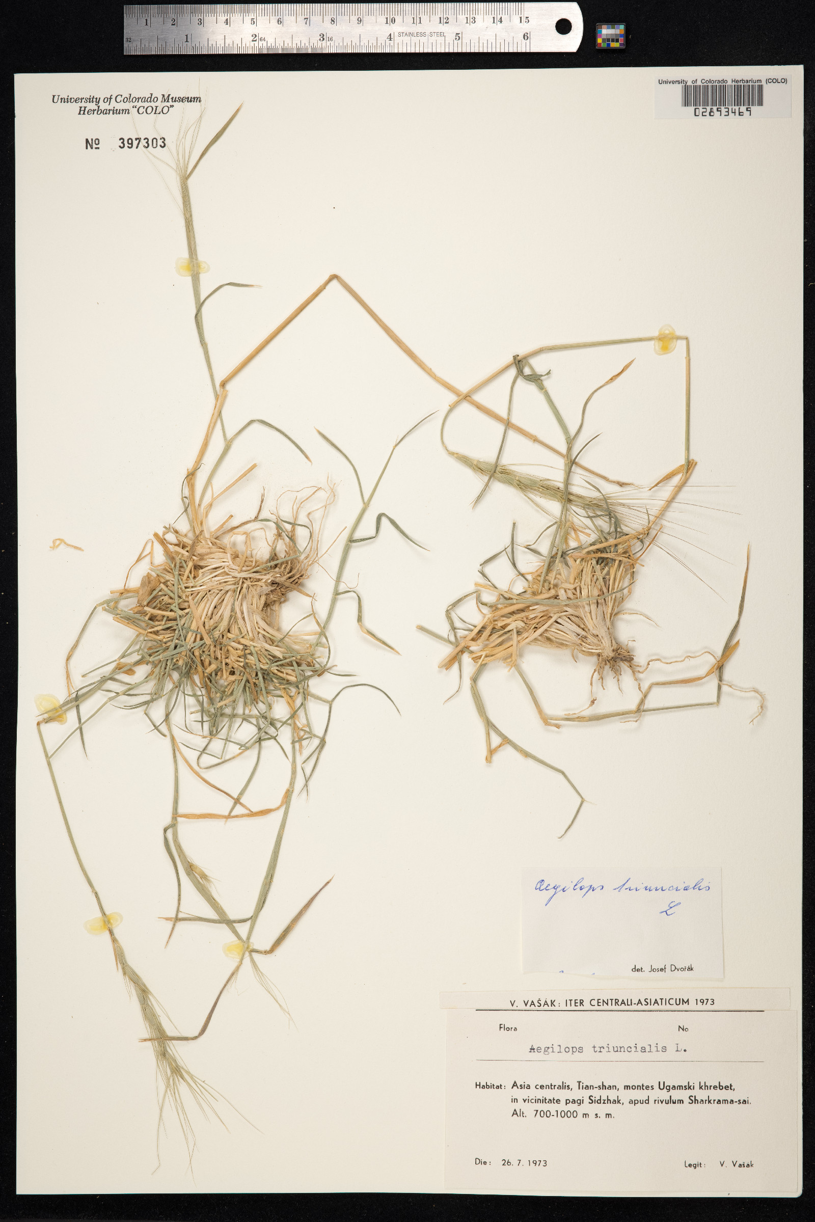Aegilops triuncialis image