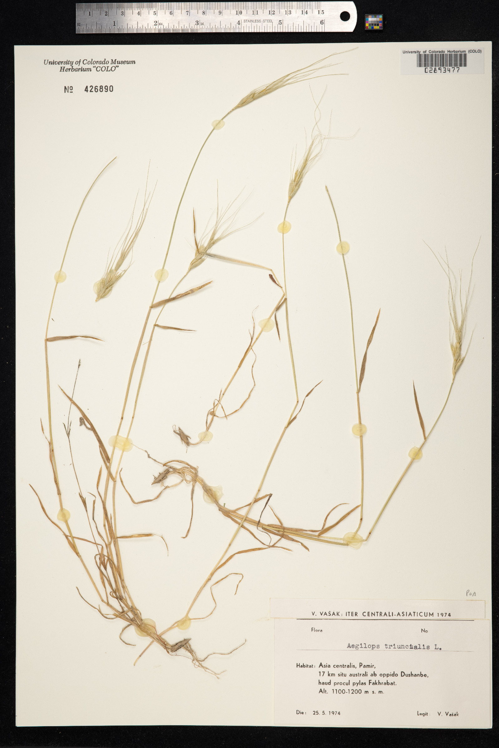 Aegilops triuncialis image