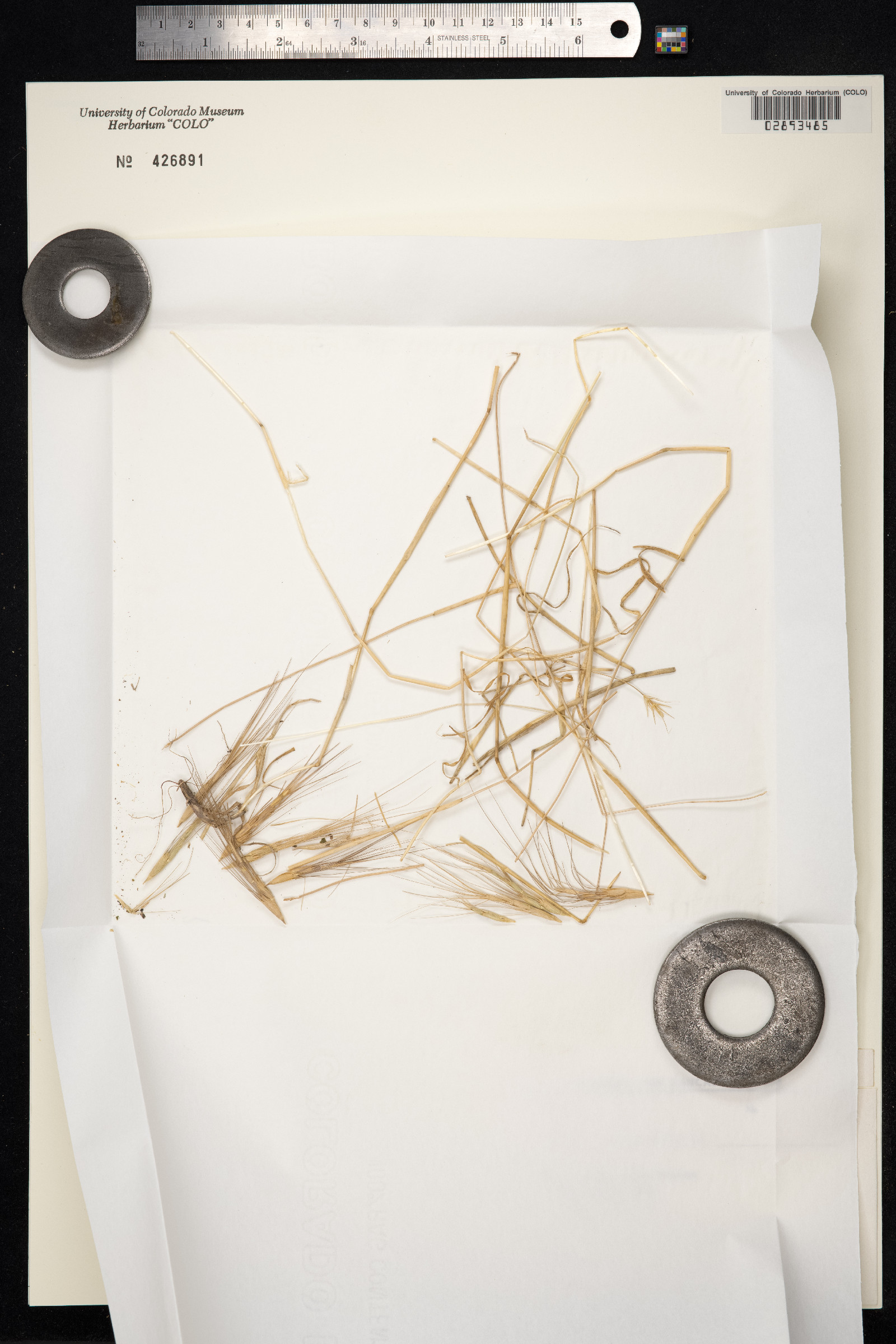 Aegilops image