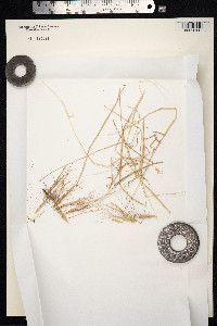 Aegilops triuncialis image