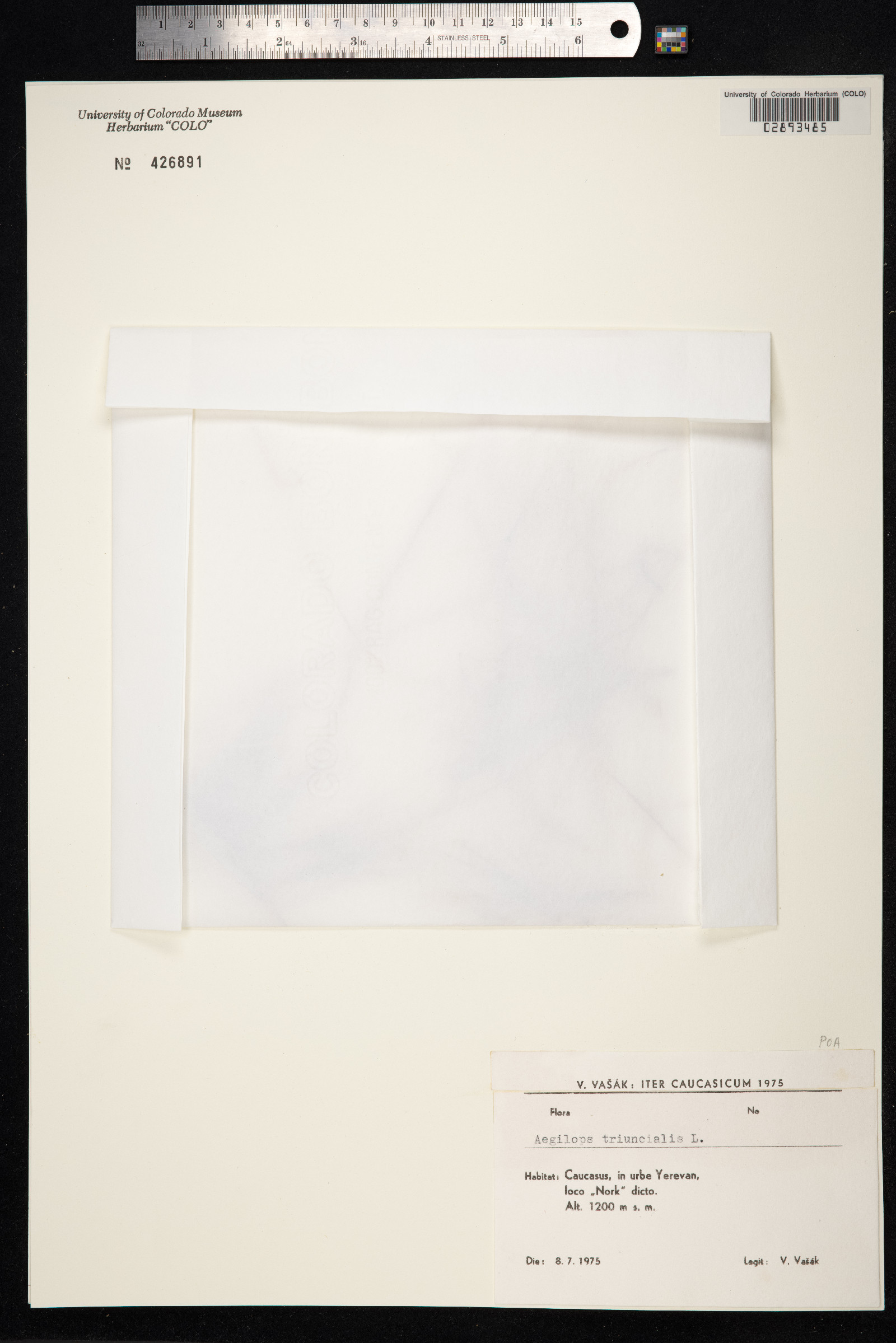Aegilops image