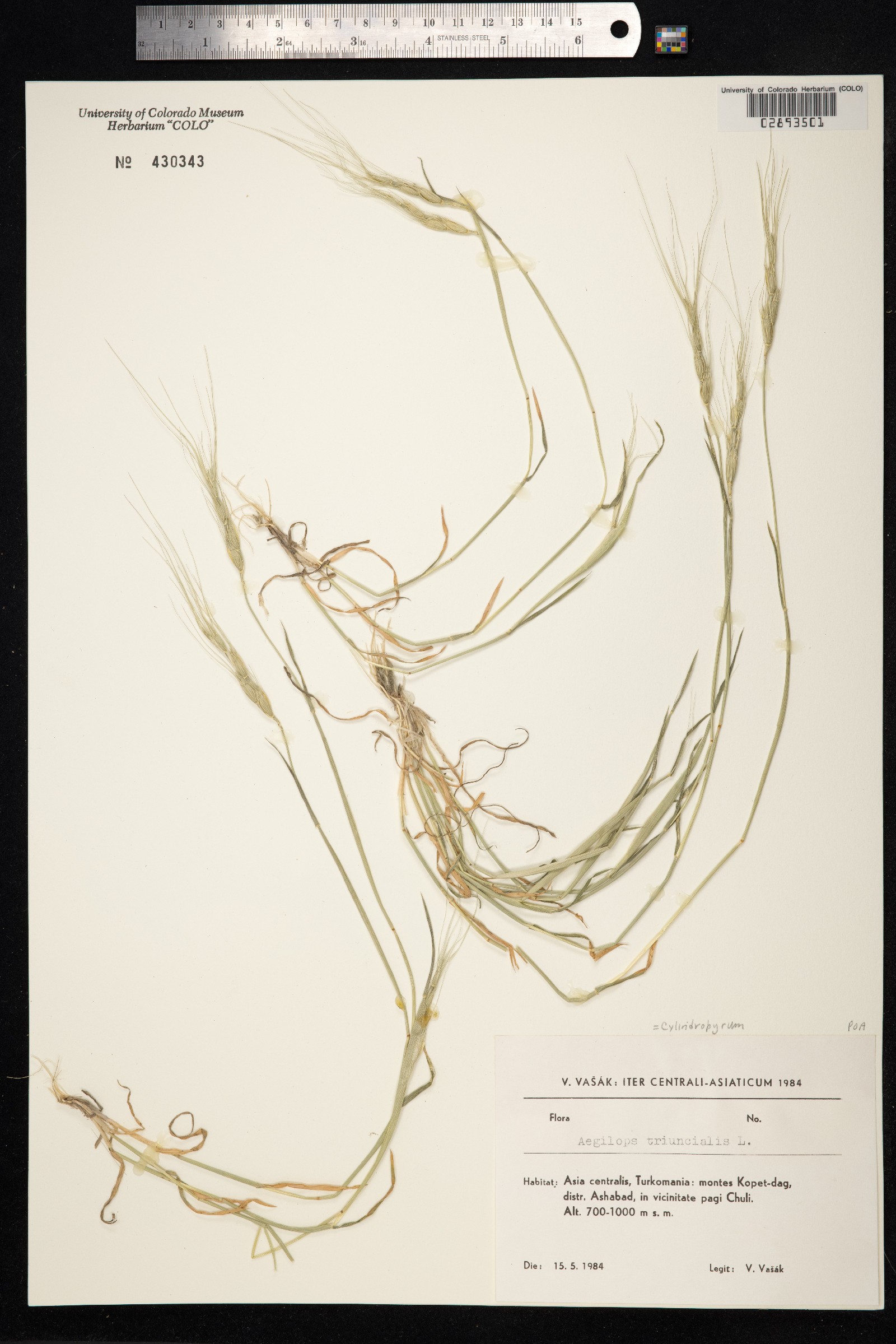 Aegilops image
