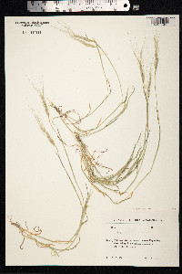 Aegilops triuncialis image