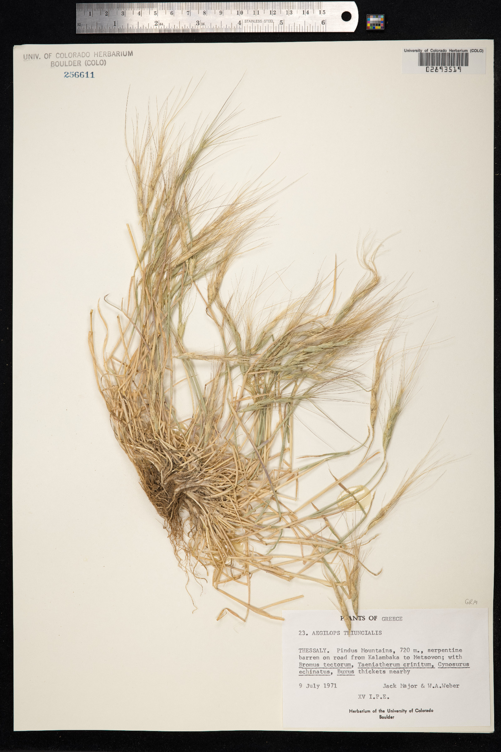 Aegilops triuncialis image
