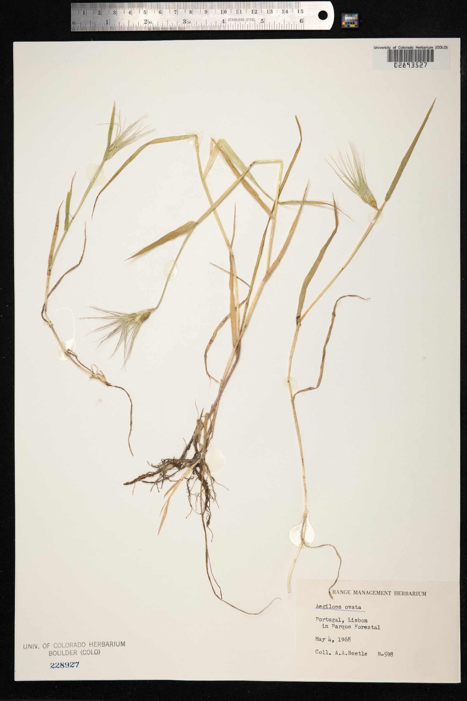 Aegilops geniculata image