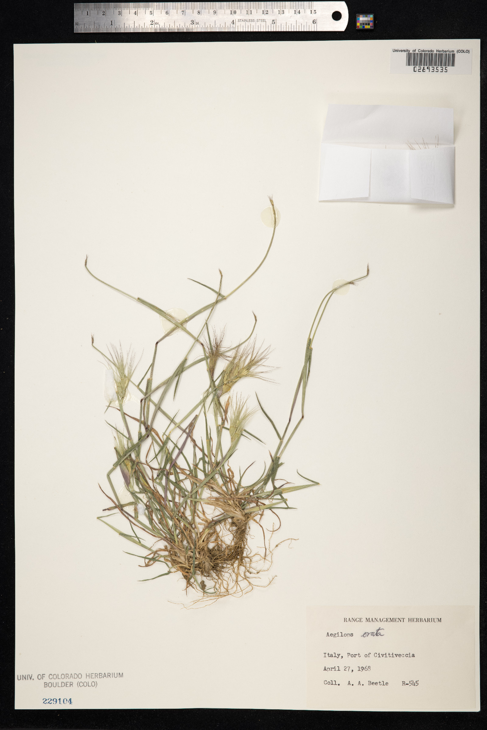 Aegilops geniculata image
