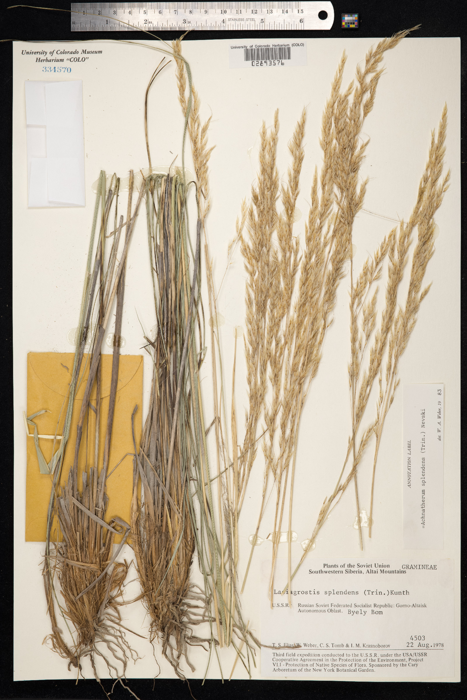 Achnatherum splendens image