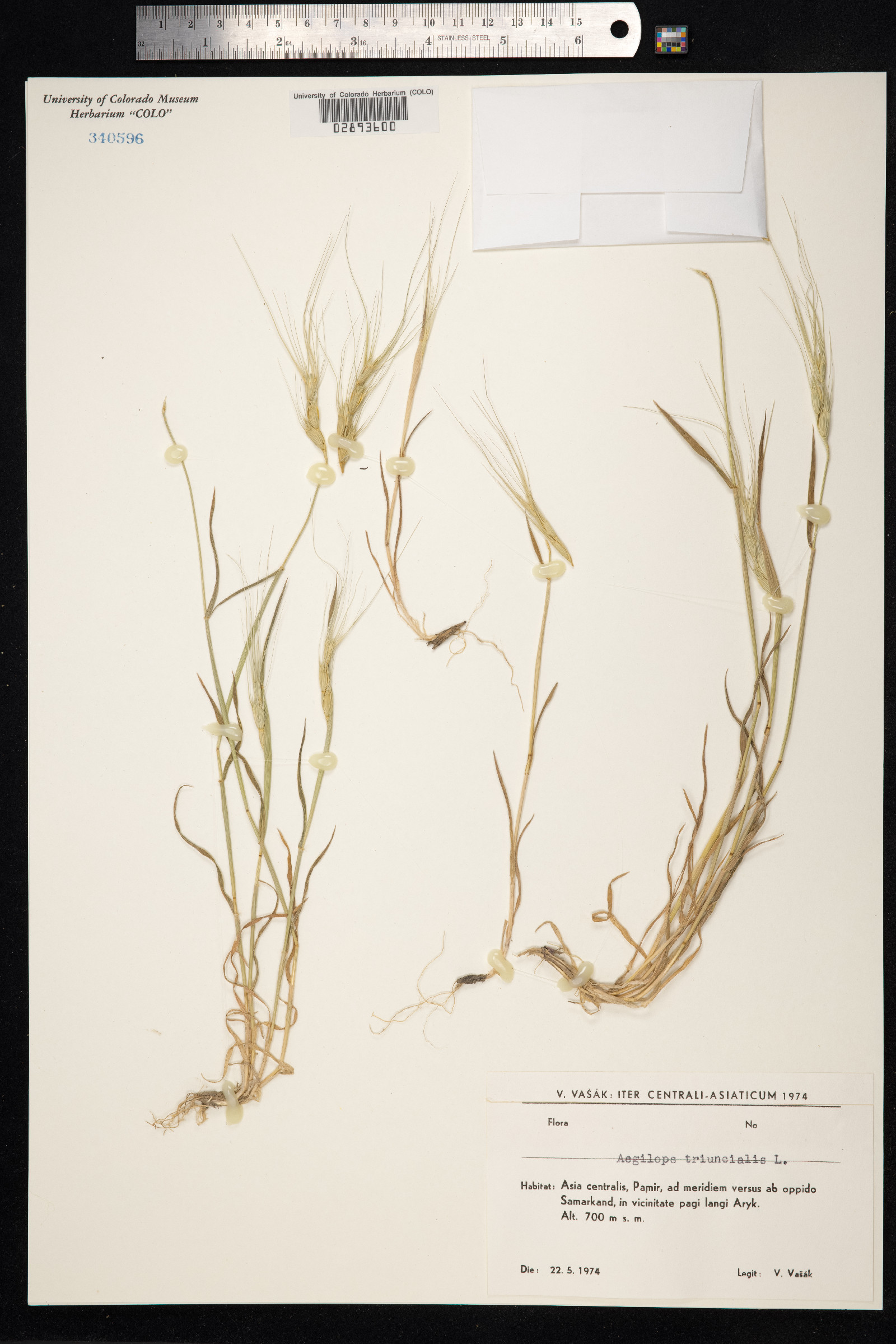 Aegilops triuncialis image