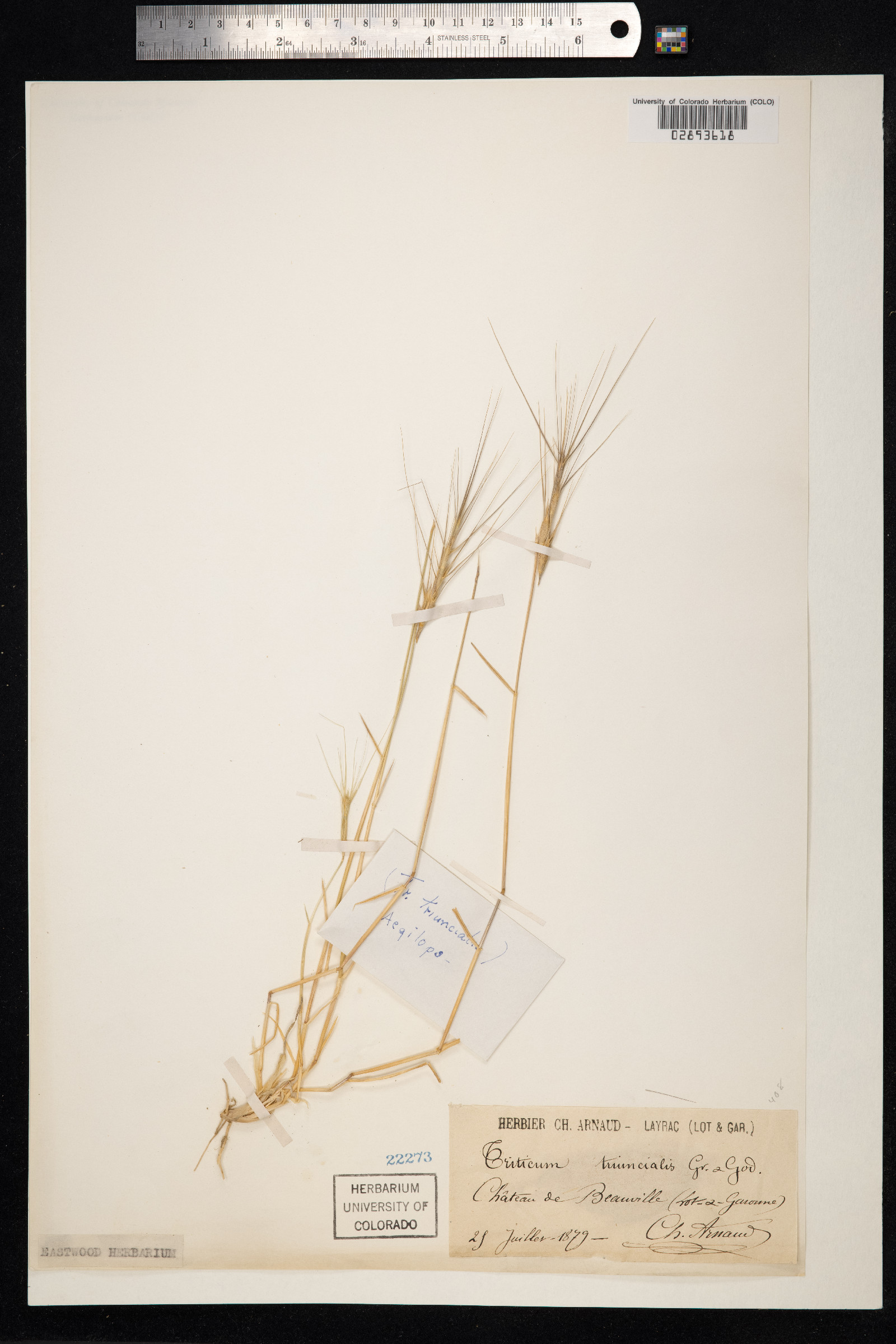 Aegilops image