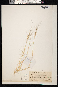 Aegilops triuncialis image