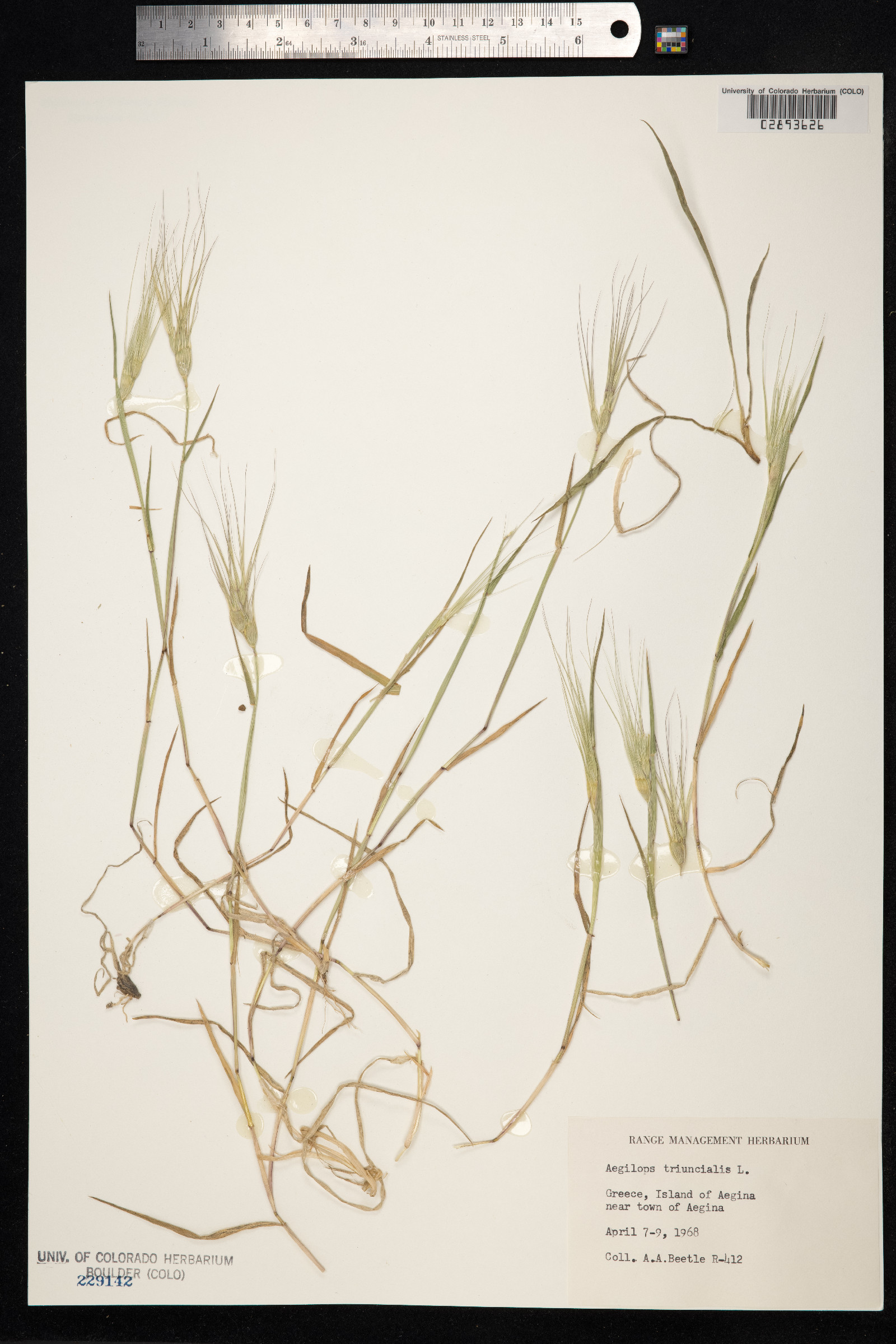 Aegilops triuncialis image