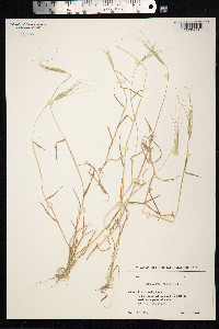 Aegilops triuncialis image