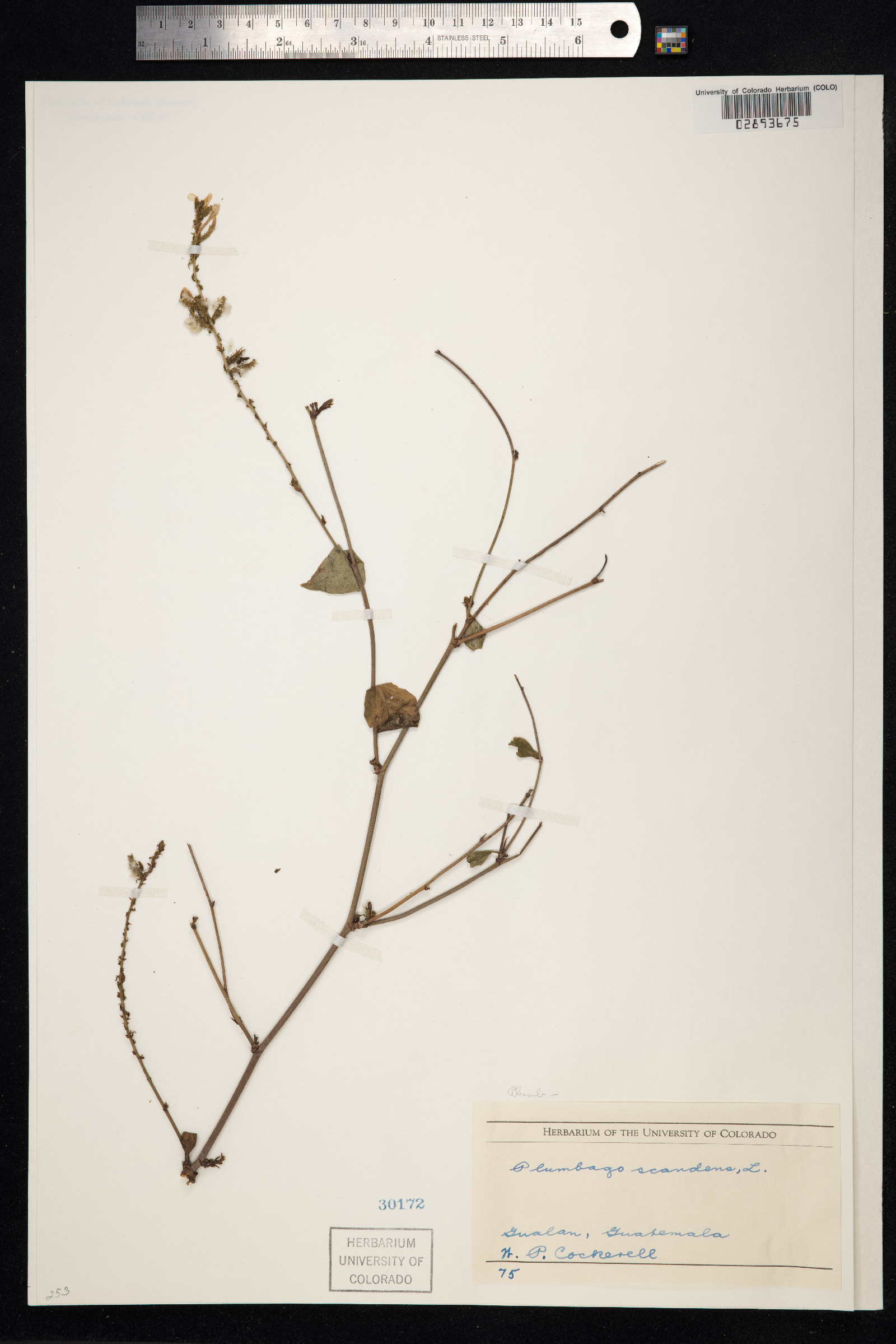 Plumbaginaceae image