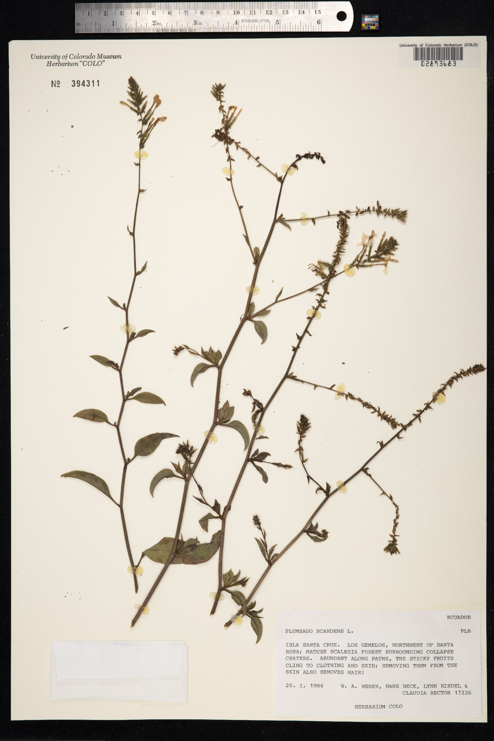 Plumbaginaceae image