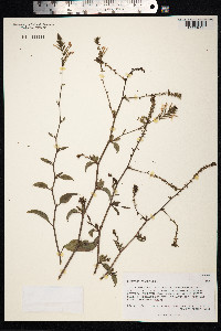 Plumbago zeylanica image