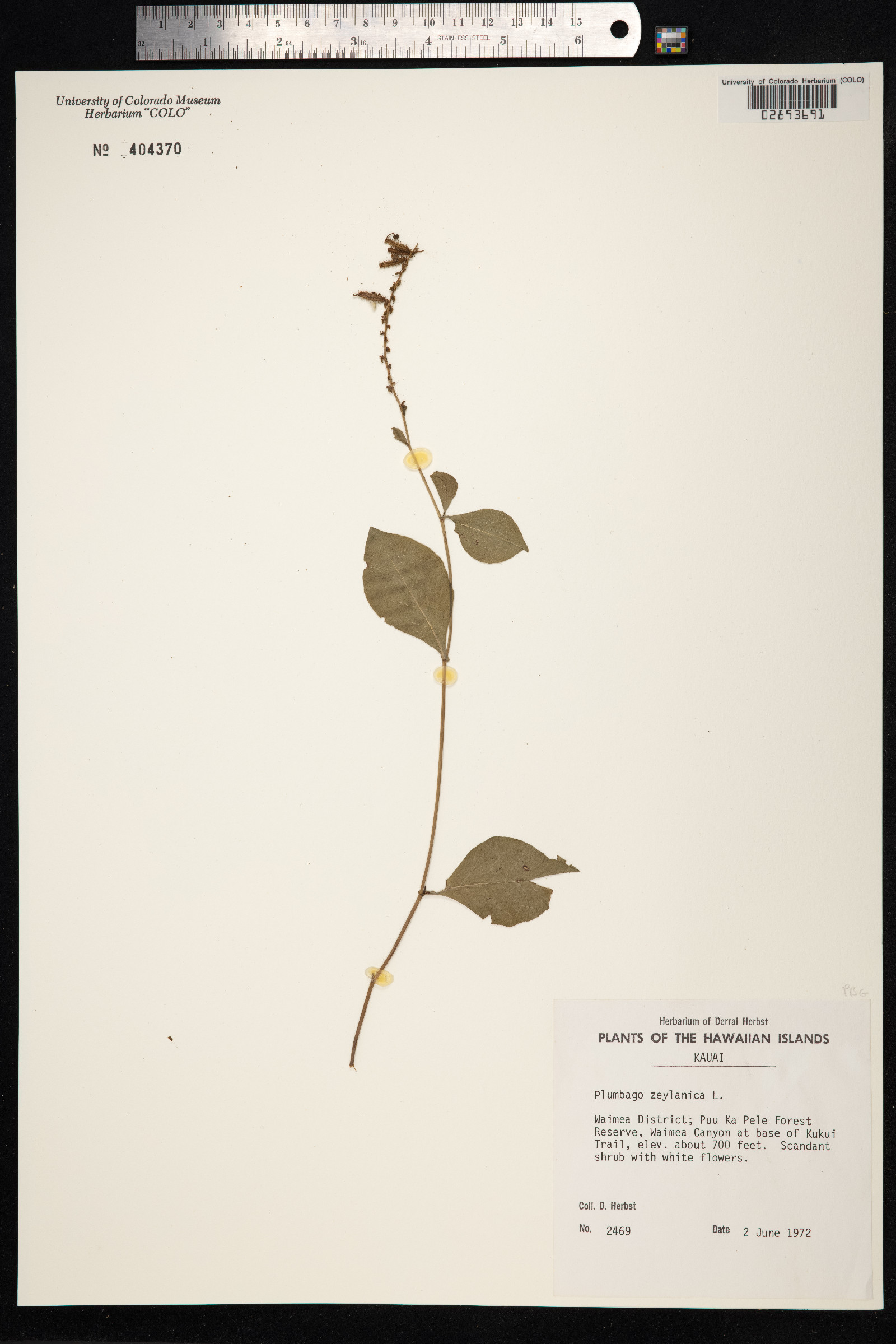 Plumbaginaceae image