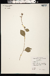Plumbago zeylanica image