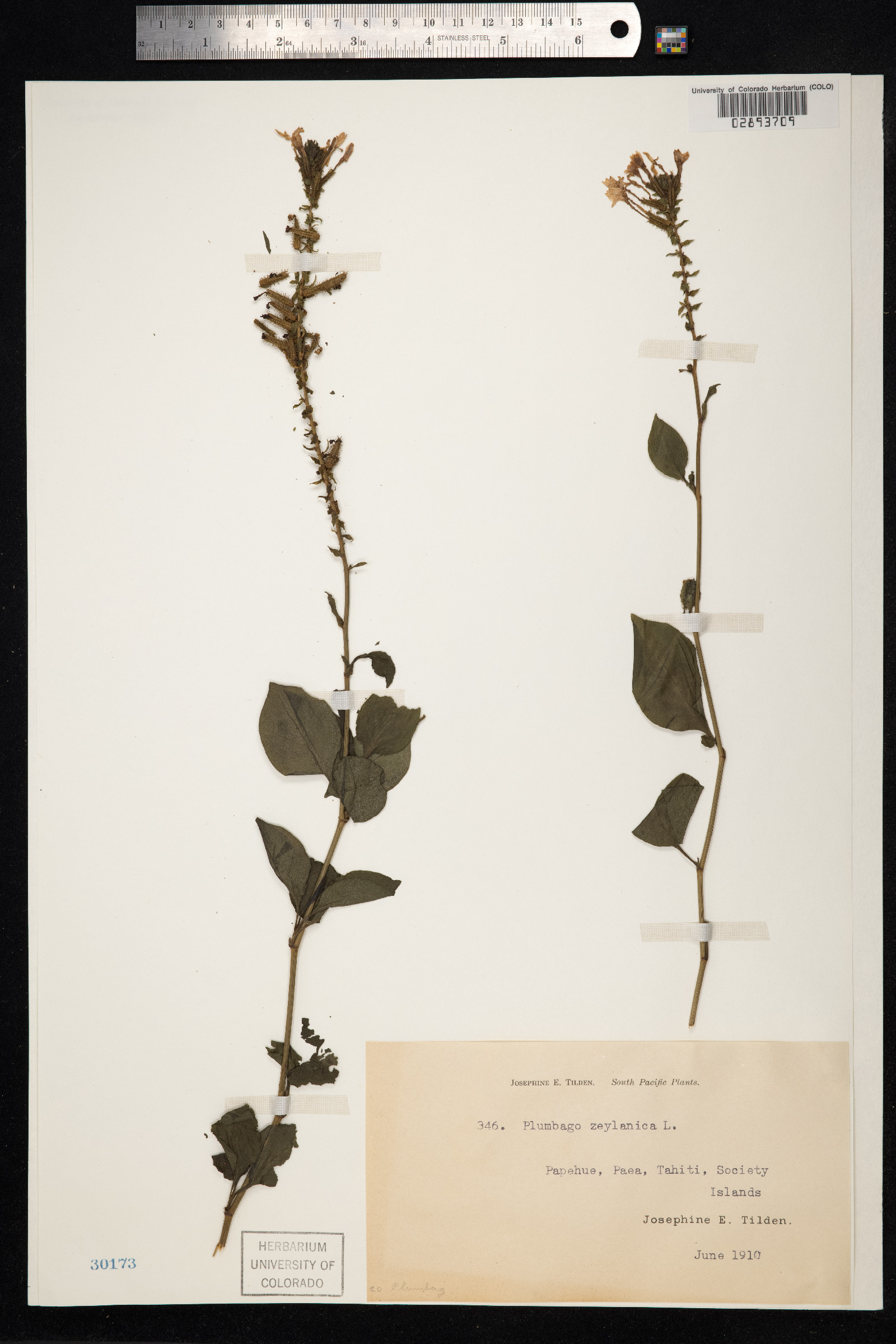 Plumbago zeylanica image