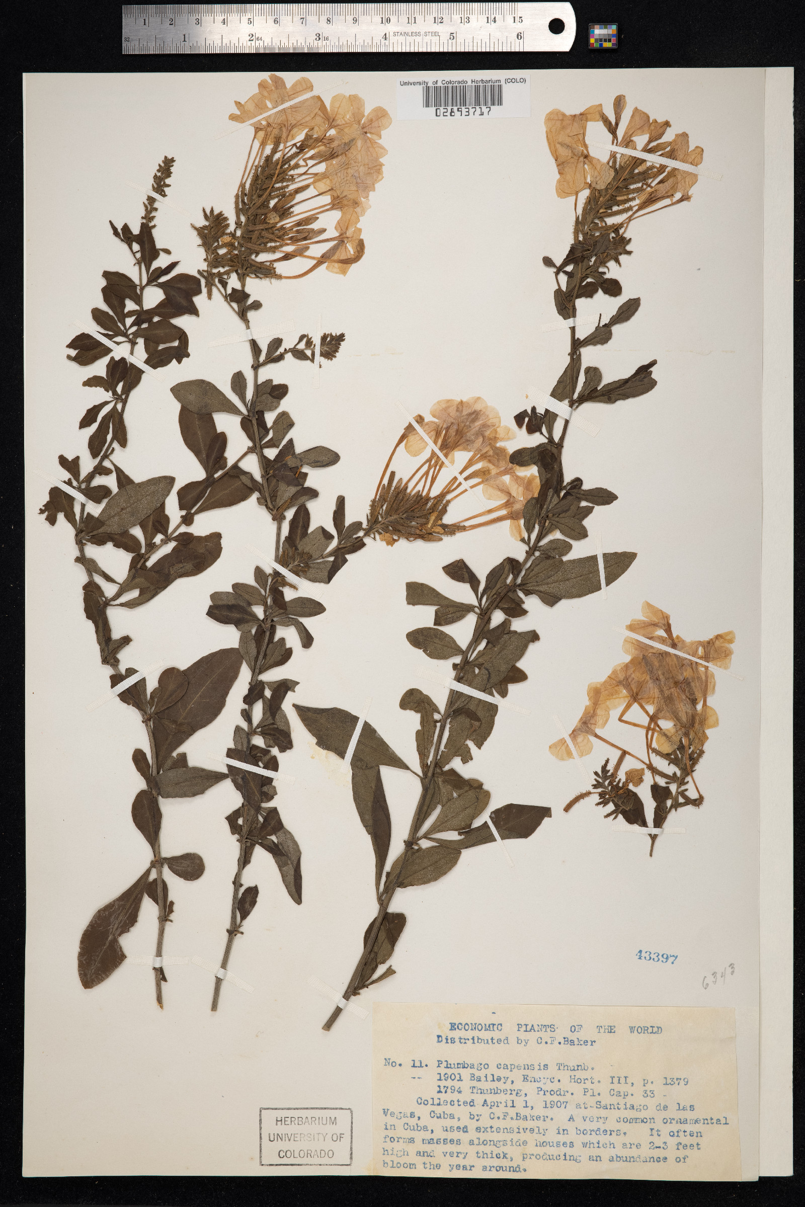 Plumbago auriculata image