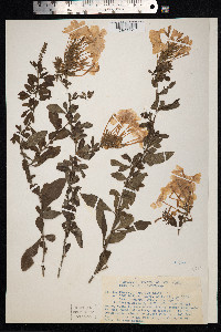 Image of Plumbago auriculata
