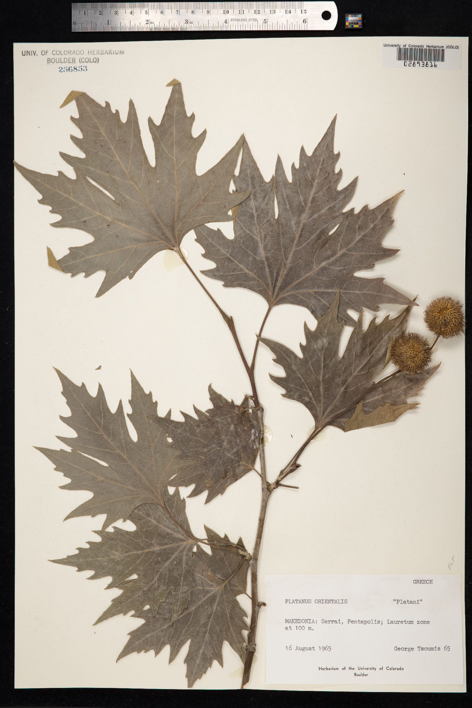 Platanus orientalis image