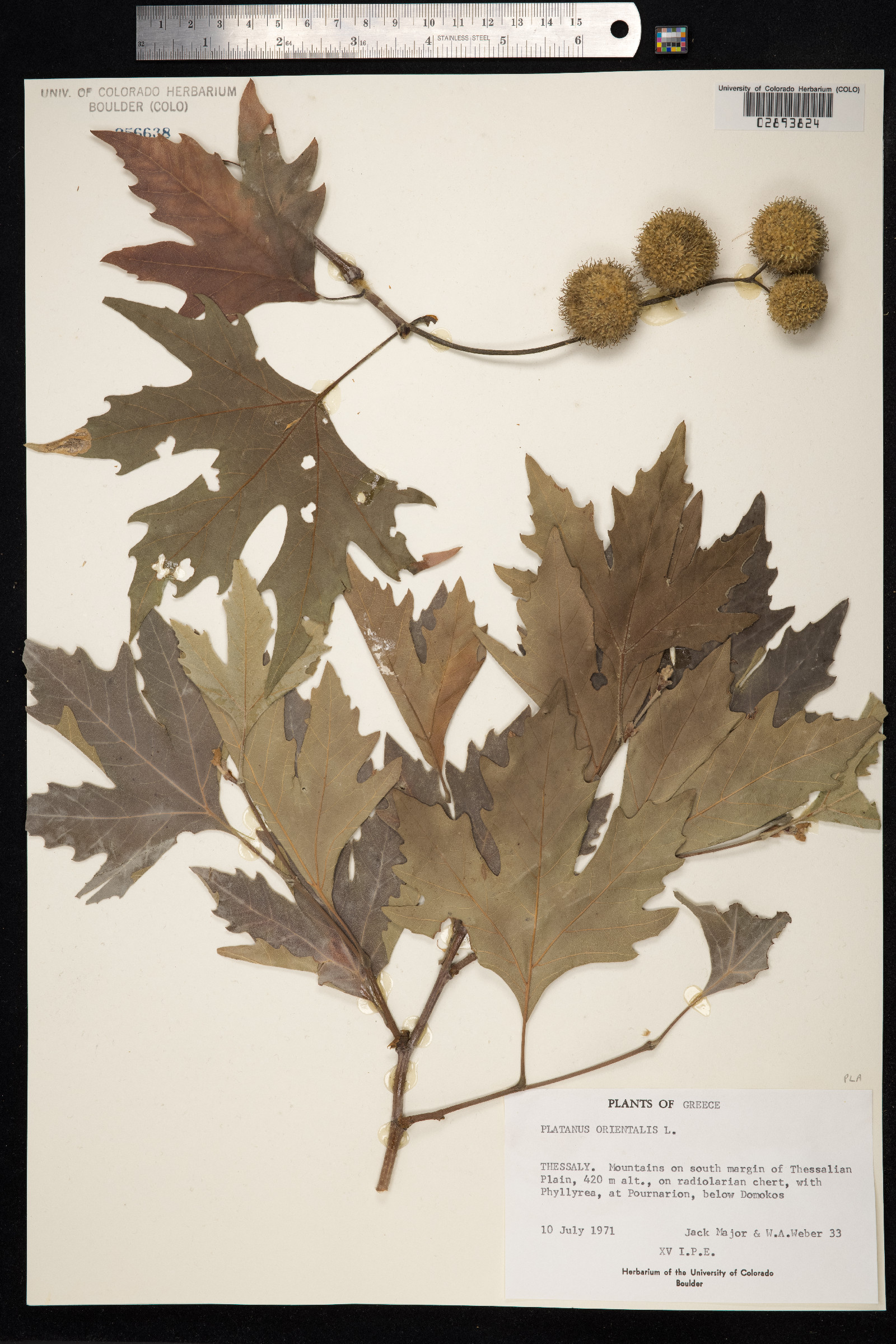 Platanus orientalis image