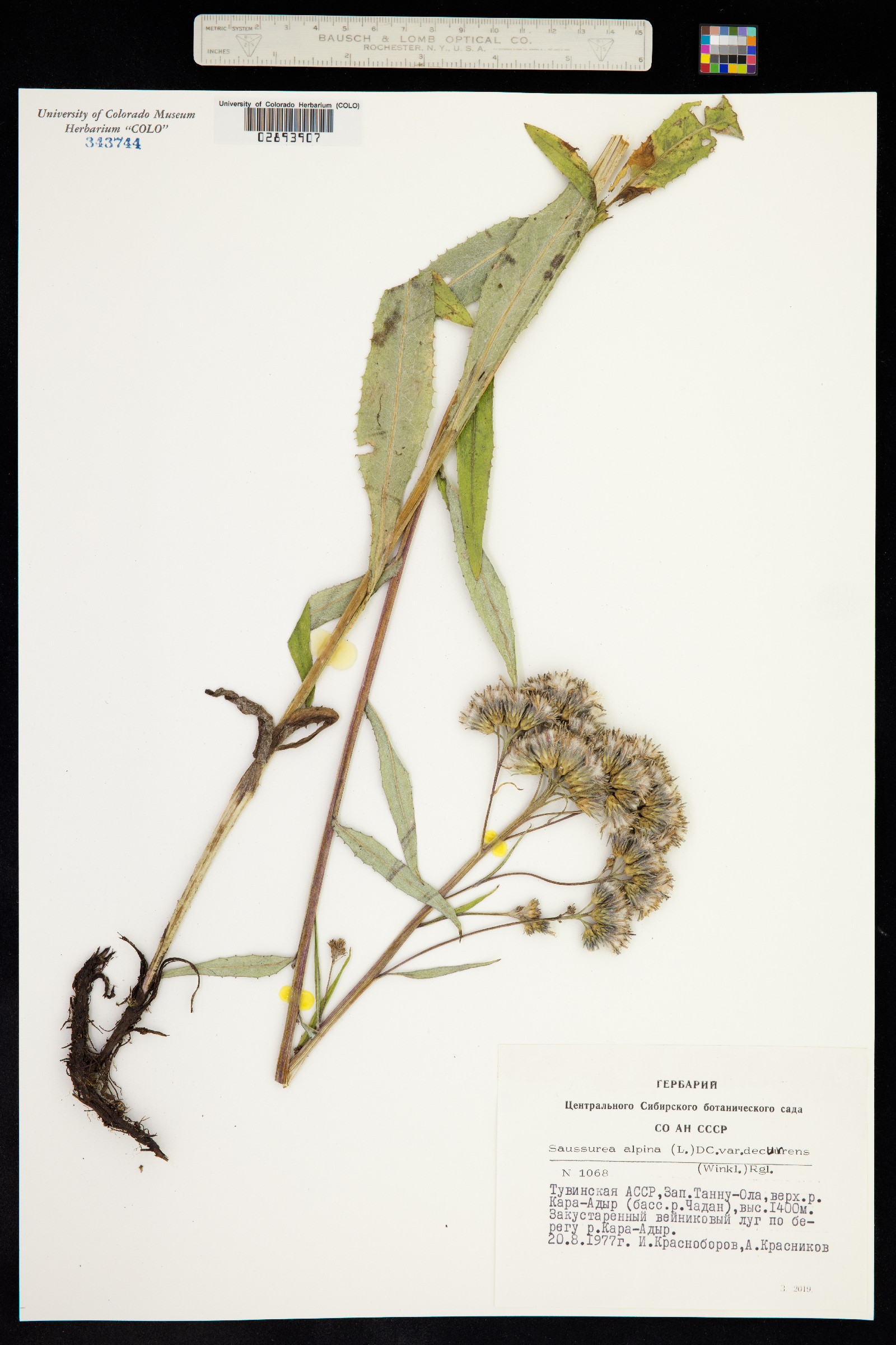Saussurea nuda image